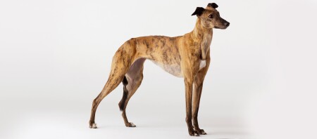 Ein Portrait eines Greyhound.