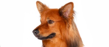 Gros plan d'un chien roux avec un pelage épais et des yeux bruns attentifs sur fond blanc