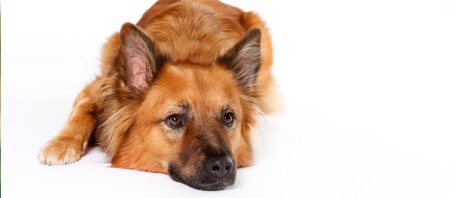 Ein Harzer Fuchs Hund.