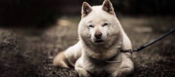 Chien Akita blanc allongé dehors sur le sol, portant un collier et une laisse, regard calme