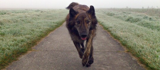Großer gestromter Hund läuft auf einem frostbedeckten Weg an einem nebligen Morgen