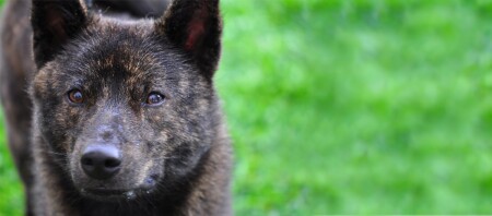 Eine Nahaufnahme ein Kai-Hundes.