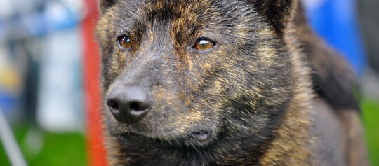 Nahaufnahme eines Hundes mit gestrommtem Fell und ausdrucksvollen braunen Augen