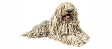 Komondor-hond met kenmerkende lange, koordachtige vacht, liggend op witte achtergrond