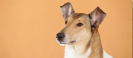Eine Aufnahme eines Kurzhaarcollies.