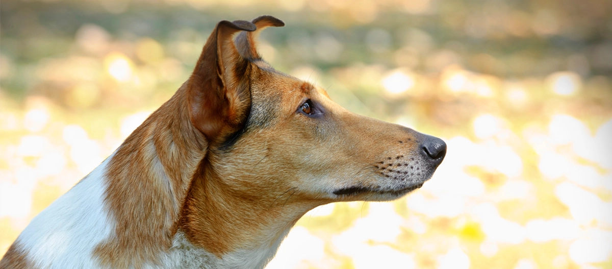 Nahaufnahme eines braun-weißen Hundes mit aufmerksamen Ohren im Freien bei sonnigem Wetter