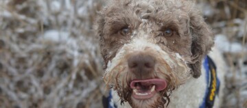 Gros plan d'un chien bouclé marron et blanc avec des flocons de neige sur le pelage, se léchant le nez dehors dans la neige