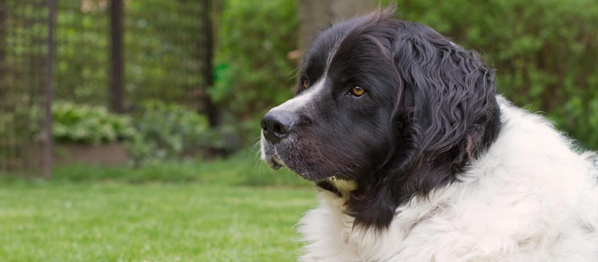 Großer Hund mit schwarz-weißem Fell liegt auf grünem Gras im Garten