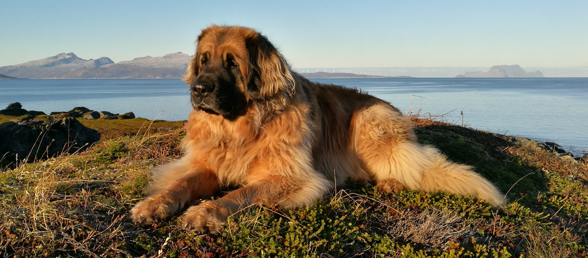 Leonberger landseer hot sale