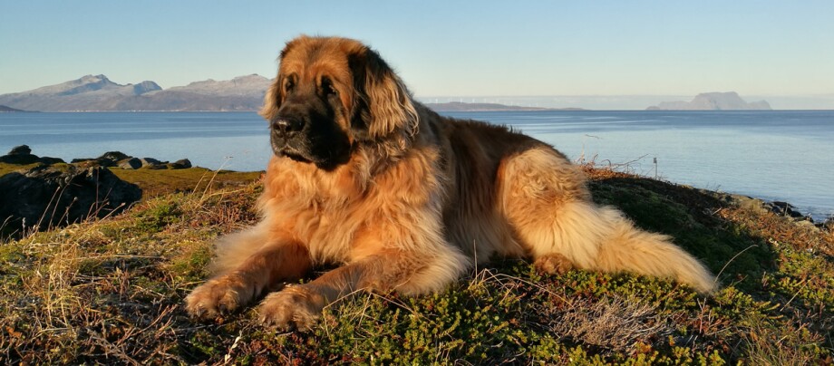 Zdjęcie psa rasy Leonberger nad morzem