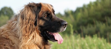 Un gros plan d'un Leonberger