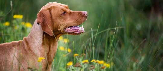 Brauner Hund mit kurzem Fell steht aufmerksam in einem grünen Feld mit gelben Wildblumen