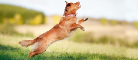 Ein Nova Scotia Duck Tolling Retriever springt hoch