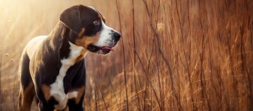 Grote hond met zwart, wit en bruin vacht staand aandachtig in een veld met droog gras bij warm zonlicht.