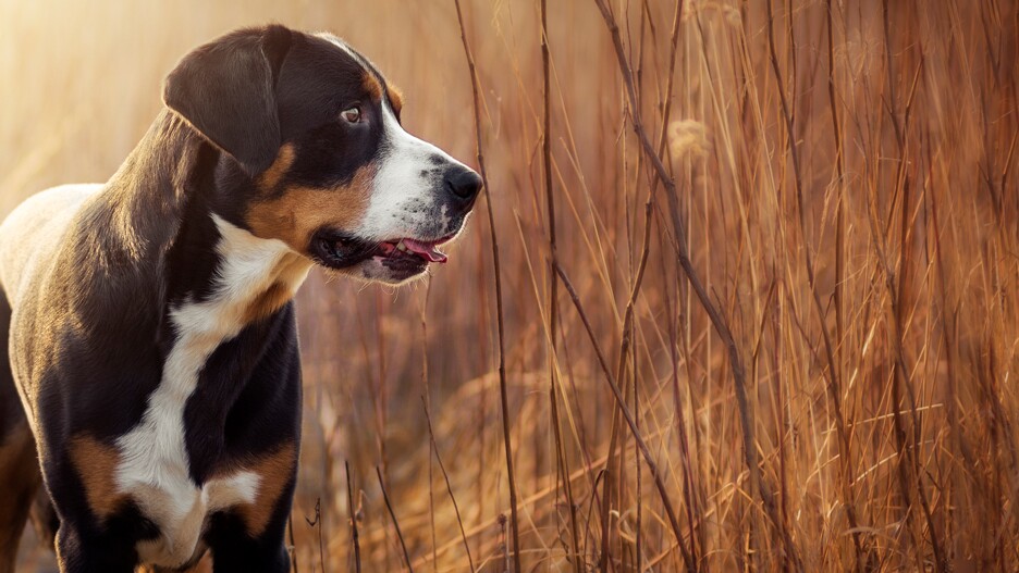 log Beregning beskyldninger Schweizer Sennenhund: Charakter, Haltung und Pflege | FRESSNAPF