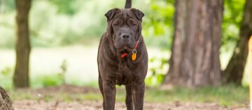 Gros plan d'un chien Shar Pei marron foncé avec un collier rouge et une médaille jaune debout sur un sentier forestier.