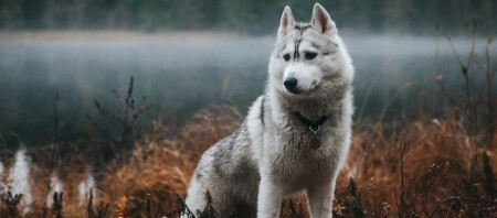 Ein sibirischer Husky.