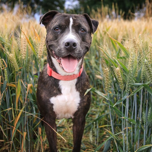 tandpine Havslug gøre det muligt for Staffordshire Bull Terrier: Character and Care | MAXI ZOO