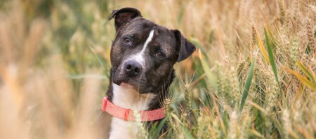 Ein Staffordshire Bullterrier sitzt im Weizenfeld.