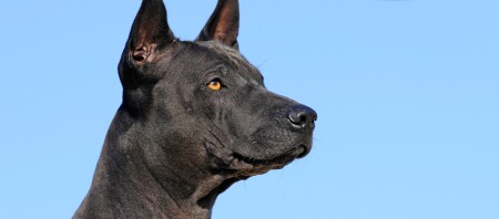 Eine Nahaufnahme eine Thai-Ridgeback