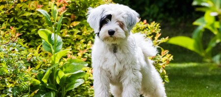 Eine Tibet Terrier steht in einem Garten.