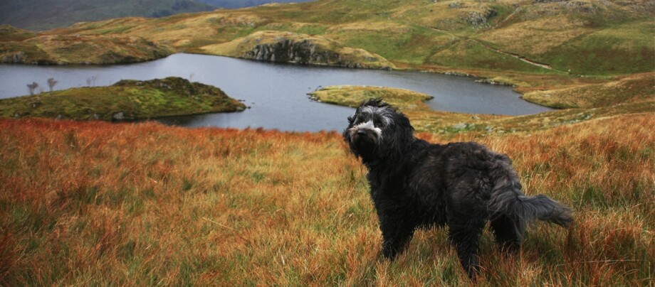 Ein Tibet Terrier im Vordergrund eines Sees.