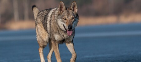 Un chien-loup tchécoslovaque