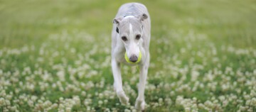 Slanke Whippet met tennisbal in de mond lopend over een grasveld vol witte bloemen