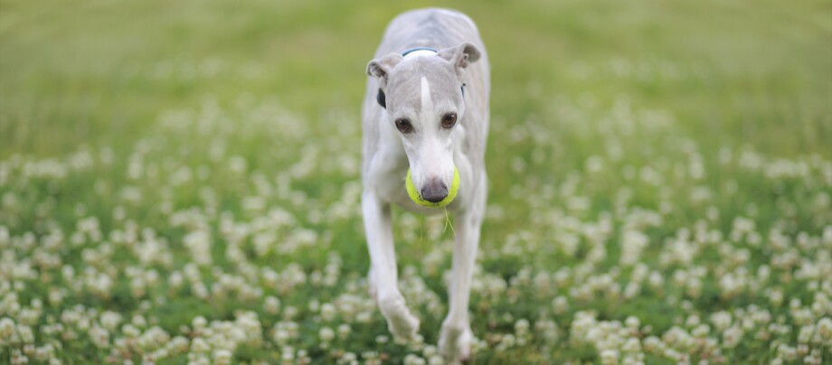 Ein Whippet Hund trägt einen Ball im Maul