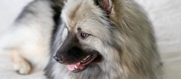 Pluizige hond met dikke lichtgrijze vacht en donkere gezichtsmarkering liggend ontspannen op een lichte ondergrond