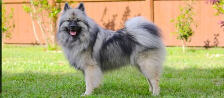 Ein Portrait eines Wolfsspitz.