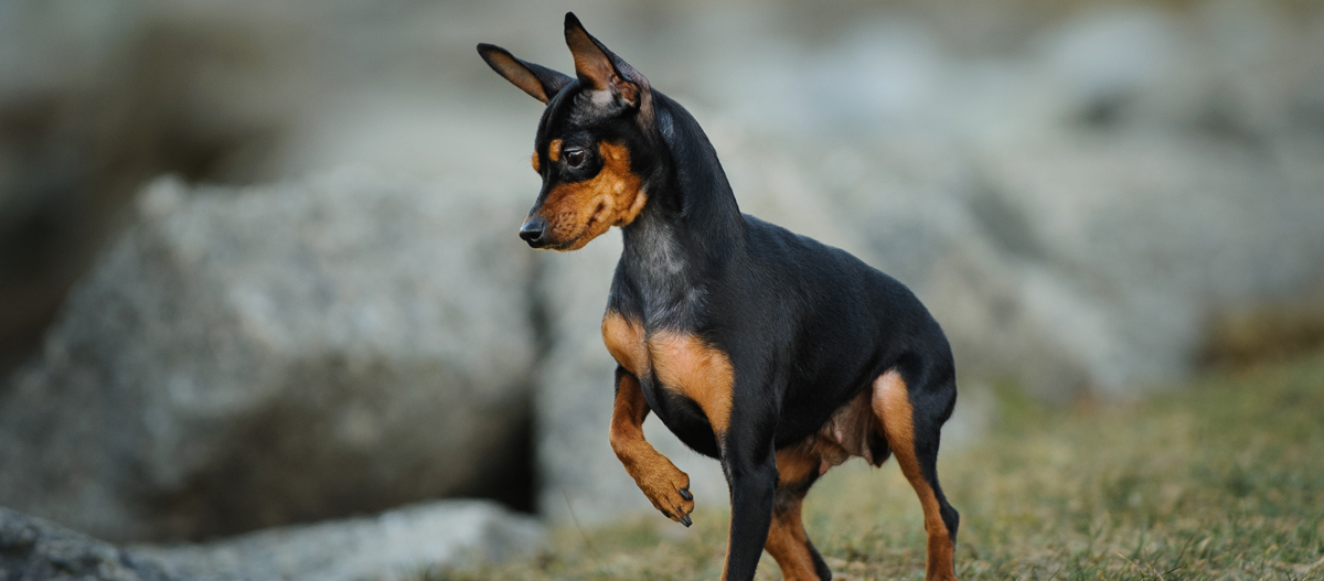 Mini shop pinscher toy