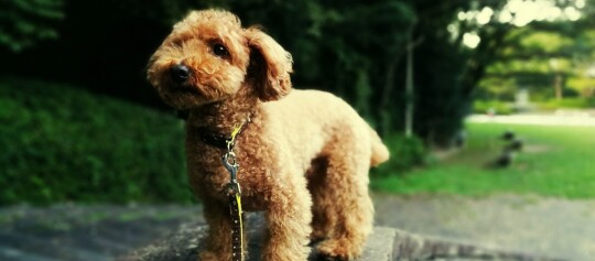 Petit chien bouclé de race caniche au pelage marron clair avec laisse, debout sur une pierre dans un parc