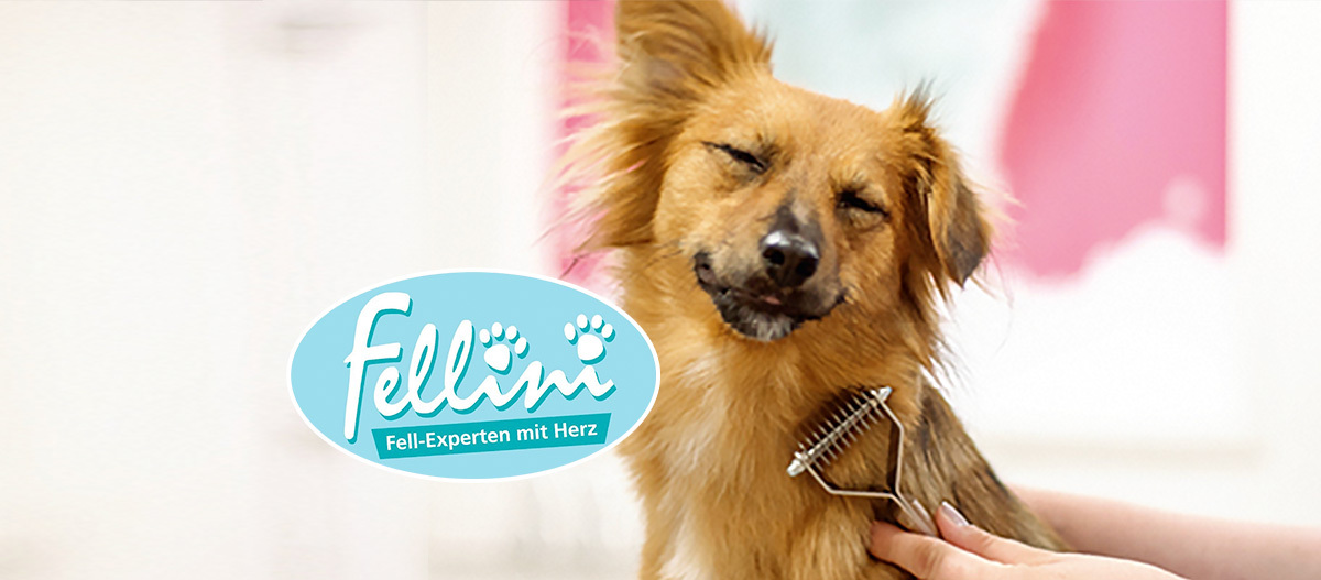 teaser_fellini_1200x527 Fellini Hundesalons