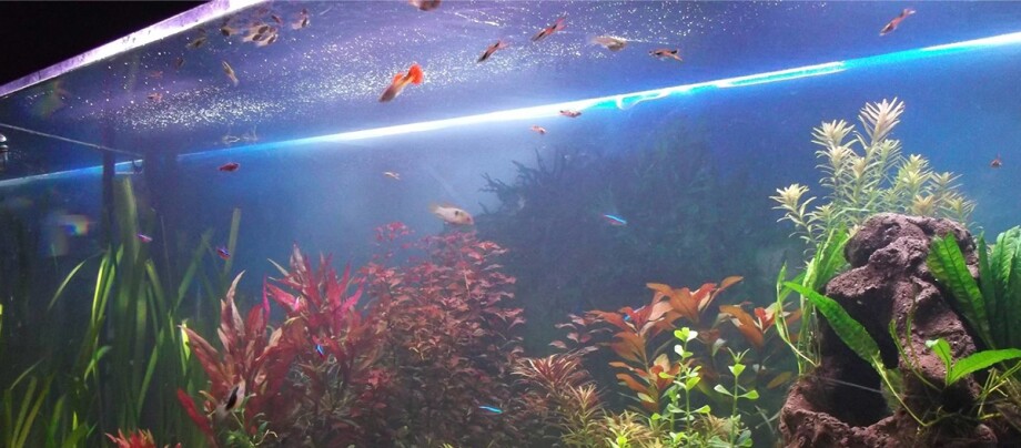 Ein Aquarium.