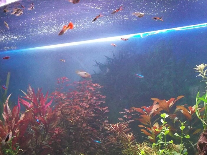 Aquarium: Versorgung mit Sauerstoff