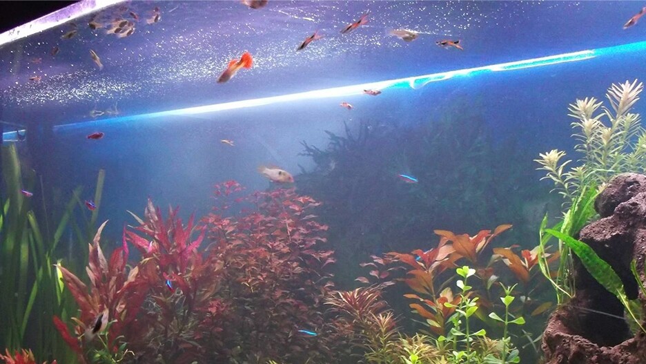 5 Luftsprudler für Teich und Aquarium