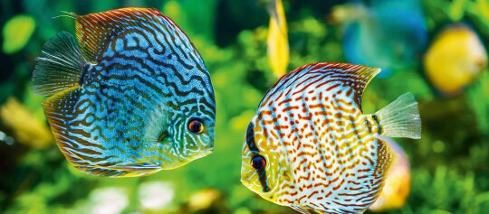 Deux poissons discus colorés avec des motifs complexes dans un aquarium sur fond vert