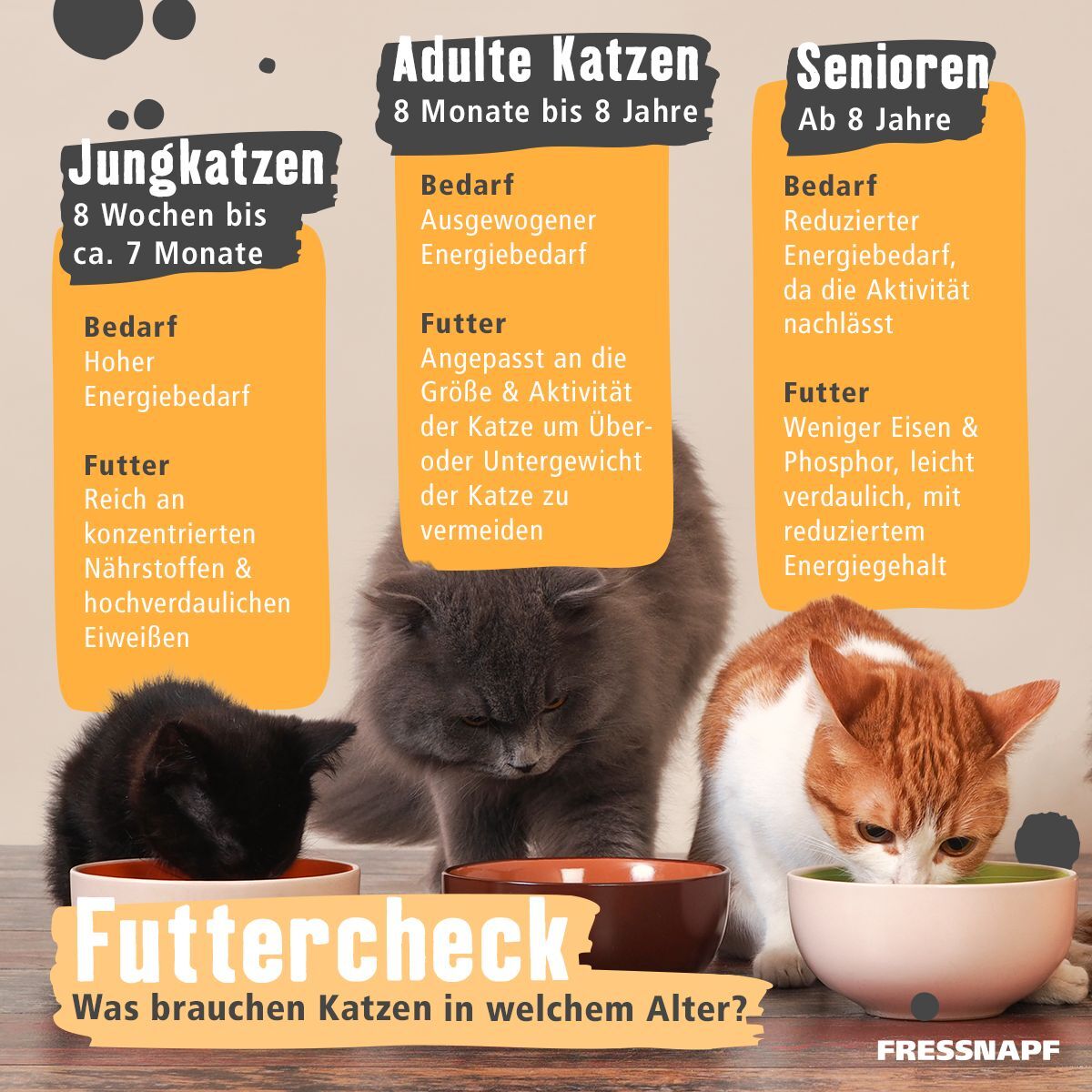 09.09.20_IG-Futtercheck1 Futtercheck Katze