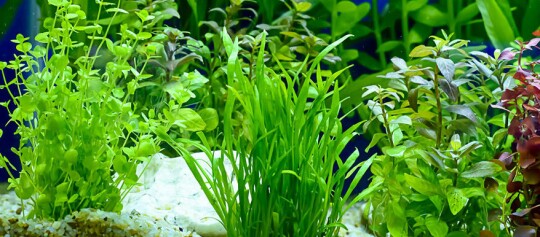 Gesunde grüne Wasserpflanzen in einem Aquarium mit Kiesboden und blauem Hintergrund