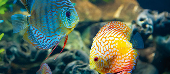 Süsswasserfische schwimmen im Aquarium.