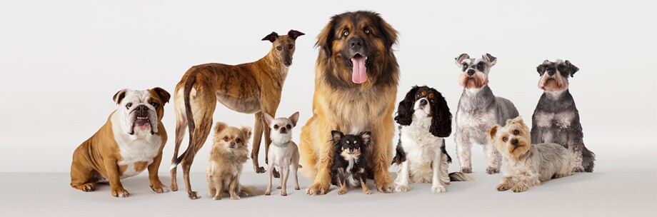 Rasy psów na jednym zdjęciu