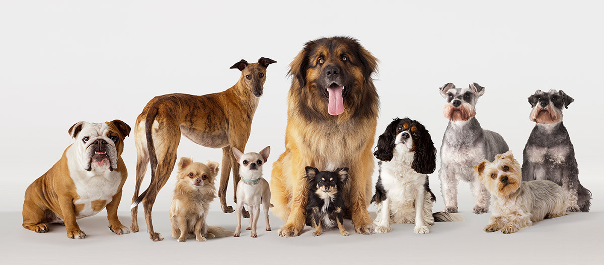 Hunde Alles ber Haltung Und Pflege FRESSNAPF Hunde Alles ber Haltung Und Pflege FRESSNAPF