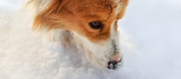 Ein Hund schnüffelt im Schnee