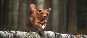 Bruine hond springt vrolijk over een omgevallen boomstam in het bos, dynamische beweging en natuurlijke omgeving.