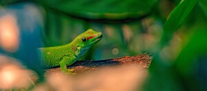 Close-up van een groene gekko met rode markeringen op een tak in een natuurlijke omgeving