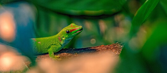 Nahaufnahme eines grünen Geckos mit roten Markierungen auf einem Ast in natürlicher Umgebung