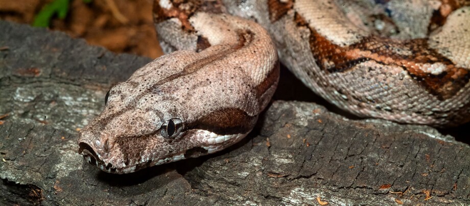 Gros plan sur la tête d'un boa constrictor