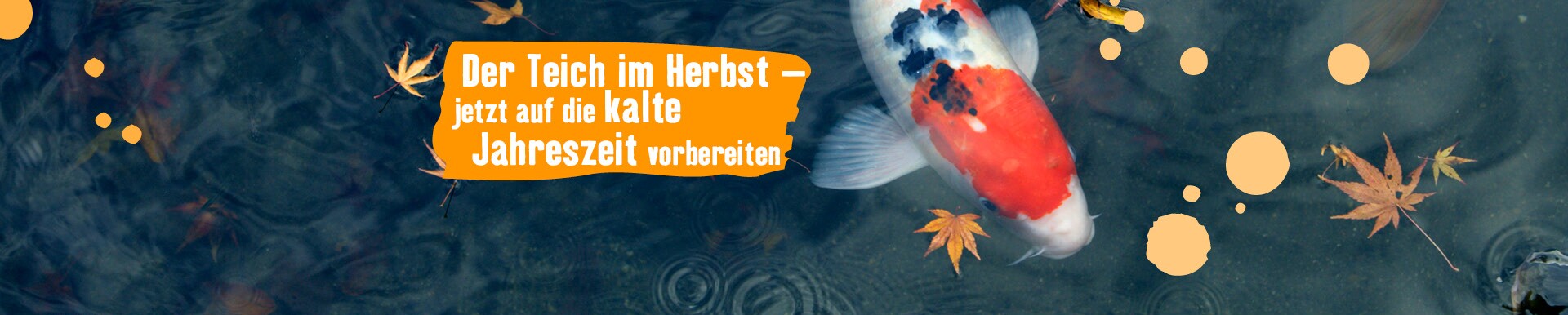 Teichzubehör & Teichbedarf im Online Shop FRESSNAPF