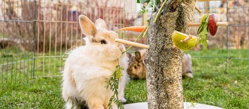 Flauschiges braunes Kaninchen frisst eine Karotte von einem Baumstamm mit hängenden Obst- und Gemüsestücken in einem eingezäunten Garten.